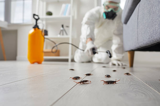 Commercial Rodent Management in Magalia